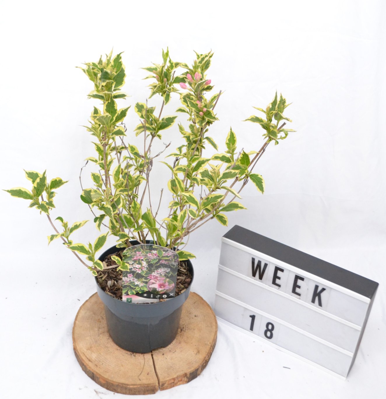 Weigela 'Nana Variegata' - C3 20-40 CM